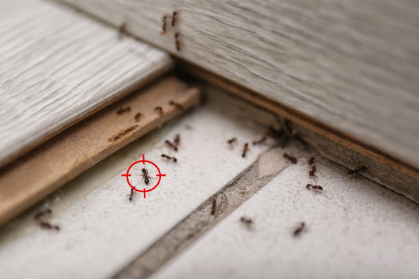 Best Pest Removal Services  in Haskell, OK