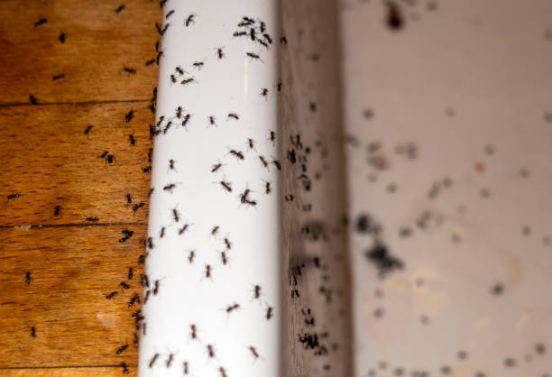 Wasp Removal Services in Haskell, OK