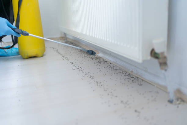 Best Wasp Removal Services  in Haskell, OK