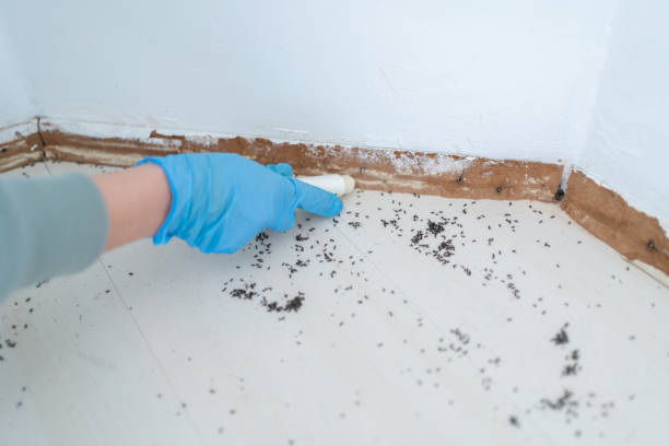Best Pest Control Treatment  in Haskell, OK